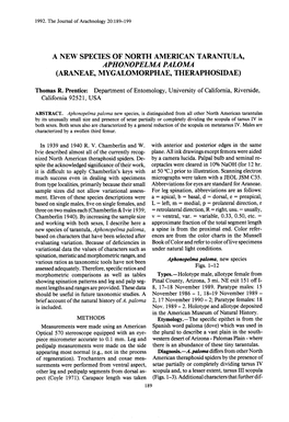 A New Species of North American Tarantula , Aphonopelma Paloma (Araneae, Mygalomorphae, Theraphosidae )