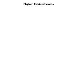Phylum Echinodermata Phylum Echinodermata