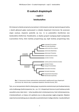 O Ssakach Drapieżnych – Część 2 - Kotokształtne