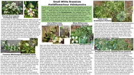 Small White Brassicas #Wildflowerhour #Dinkymoira