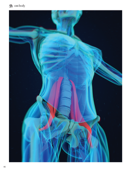 THE MIGHTY PSOAS a Detailed Exploration of One of the Body’S Major Muscles: the Magical and Mighty Psoas