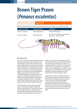 Brown Tiger Prawn (Penaeus Esculentus)