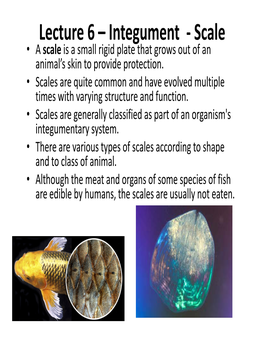 Lecture 6 – Integument ‐ Scale • a Scale Is a Small Rigid Plate That Grows out of an Animal’ S Skin to Provide Protection
