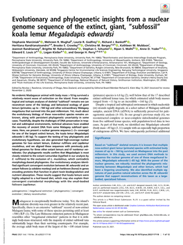 “Subfossil” Koala Lemur Megaladapis Edwardsi