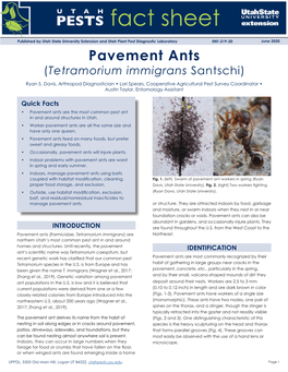 Pavement Ants (Tetramorium Immigrans Santschi) Ryan S