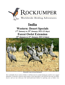 Western: Desert Specials Forest Owlet Extension
