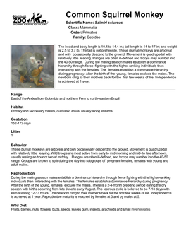 Common Squirrel Monkey Scientific Name: Saimiri Sciureus