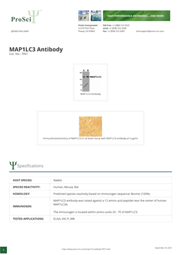 MAP1LC3 Antibody Cat