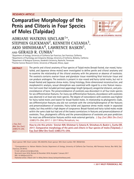 Comparative Morphology of the Penis and Clitoris in Four Species of Moles