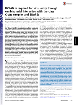 UVRAG Is Required for Virus Entry Through Combinatorial Interaction with the Class C-Vps Complex and Snares