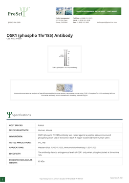 OSR1 (Phospho Thr185) Antibody Cat