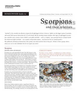 Homeowner Guide to Scorpions and Their Relatives