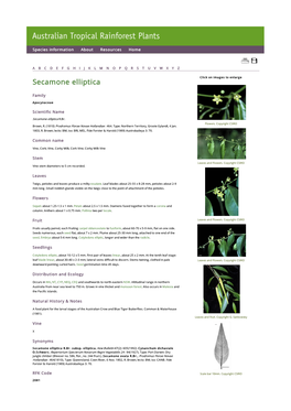 Secamone Elliptica Click on Images to Enlarge