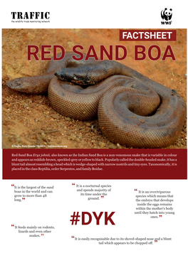 Red Sand Boa