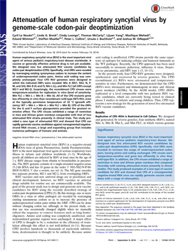 Attenuation of Human Respiratory Syncytial Virus by Genome-Scale Codon-Pair Deoptimization