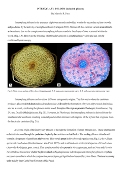 INTERXYLARY PHLOEM (Included Phloem) by Marcelo R