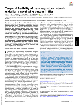 Temporal Flexibility of Gene Regulatory Network Underlies a Novel Wing Pattern in Flies