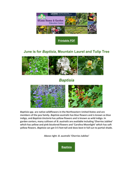 June Is for Baptisia, Mountain Laurel and Tulip Tree