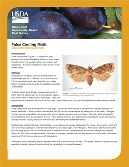 False Codling Moth Thaumatotibia Leucotreta