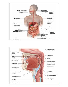 Vestibule Lingual Frenulum Tongue Hyoid Bone Trachea (A) Soft Palate