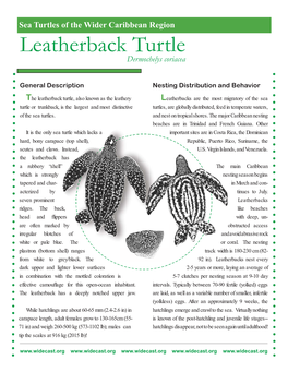 Leatherback Turtle New.Indd