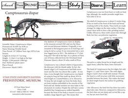 Camptosaurus Dispar Legs; Although, the Smaller Juveniles Might Have Been Able to Do So