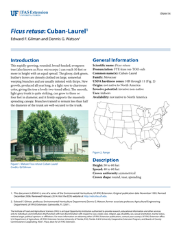 Ficus Retusa: Cuban-Laurel1 Edward F
