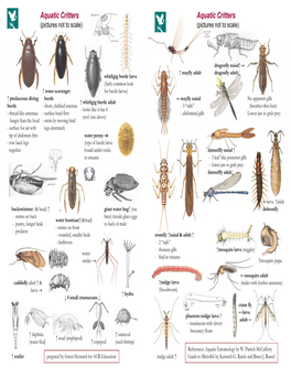 Aquatic Critters Aquatic Critters (Pictures Not to Scale) (Pictures Not to Scale)