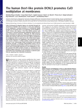 The Human Dcn1-Like Protein DCNL3 Promotes Cul3 Neddylation at Membranes