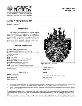 Buxus Sempervirens1