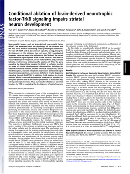 Conditional Ablation of Brain-Derived Neurotrophic Factor-Trkb Signaling Impairs Striatal Neuron Development