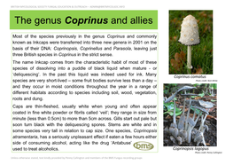 The Genus Coprinus and Allies