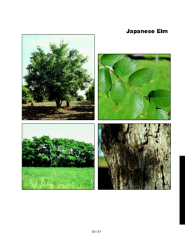 Japanese Elm