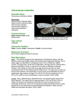 Yponomeuta Malinellus