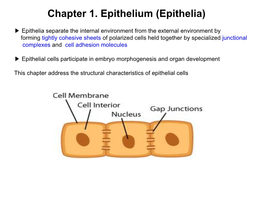 Chapter 1. Epithelium (Epithelia)