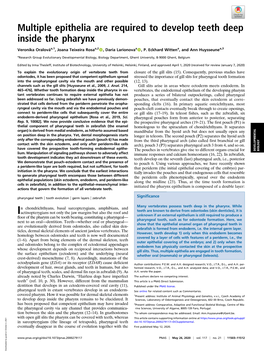 Multiple Epithelia Are Required to Develop Teeth Deep Inside the Pharynx