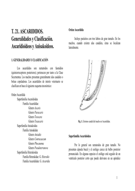 Subclase Secernentea