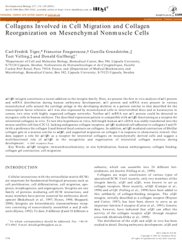 <Alpha>11<Beta>1 Integrin Is a Receptor for Interstitial Collagens