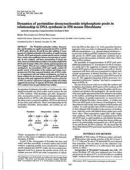 Dynamics of Pyrimidine Deoxynucleoside Triphosphate