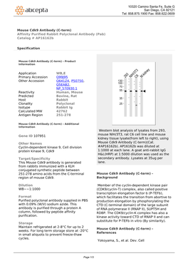 Mouse Cdk9 Antibody (C-Term) Affinity Purified Rabbit Polyclonal Antibody (Pab) Catalog # Ap16162b