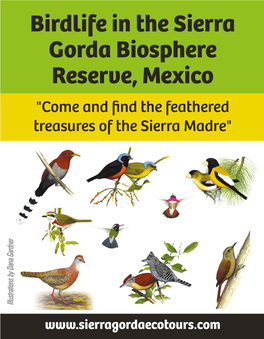 Birdlife in the Sierra Gorda Biosphere Reserve Mexico