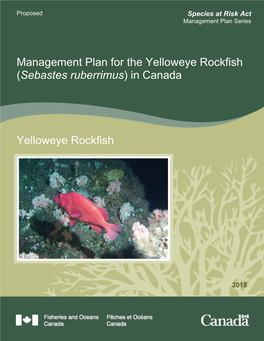 Management Plan for the Yelloweye Rockfish (Sebastes Ruberrimus) in Canada