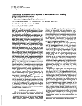 Increased Mitochondrial Uptake of Rhodamine 123 During Lymphocyte Stimulation