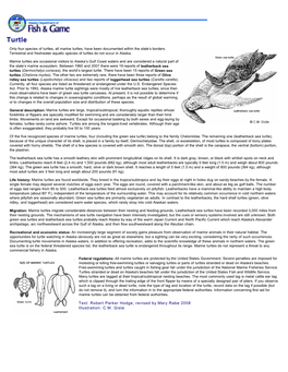 Turtles, All Marine Turtles, Have Been Documented Within the State’S Borders