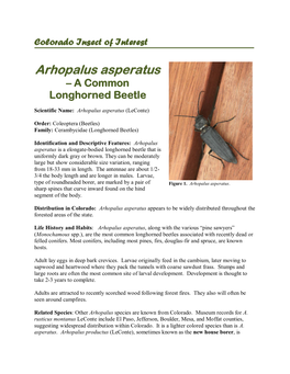 Arhopalus Asperatus – a Common Longhorned Beetle