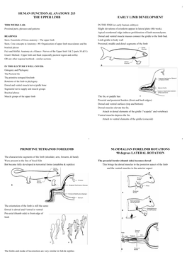 Human Functional Anatomy 213 the Upper Limb Early Limb Development