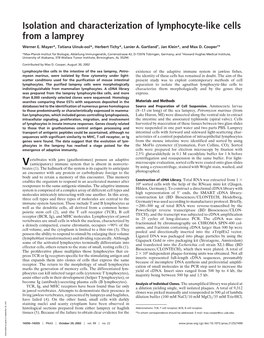 Isolation and Characterization of Lymphocyte-Like Cells from a Lamprey