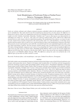 Scale Morphologies of Freshwater Fishes at Tembat Forest Reserve, Terengganu, Malaysia (Morfologi Sisik Ikan Air Tawar Di Hutan Simpan Tembat, Terengganu, Malaysia)