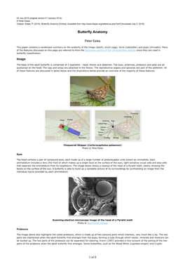 Butterfly Anatomy [Online]