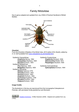 Family Nitidulidae